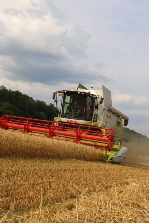 Claas-Mähdrescher im Einsatz. Foto: kim