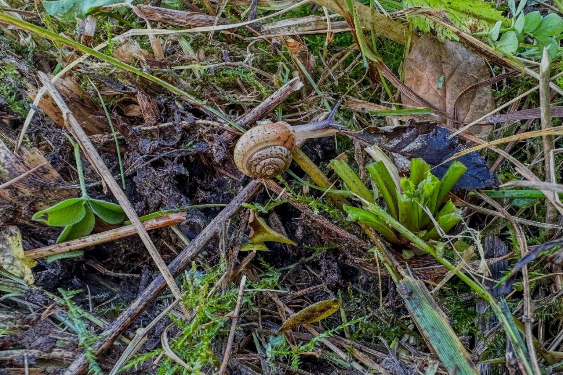 Der Test nach dem Mähen zeigt Kleinstlebewesen und Insekten werden geschont. Bild: Vollmer