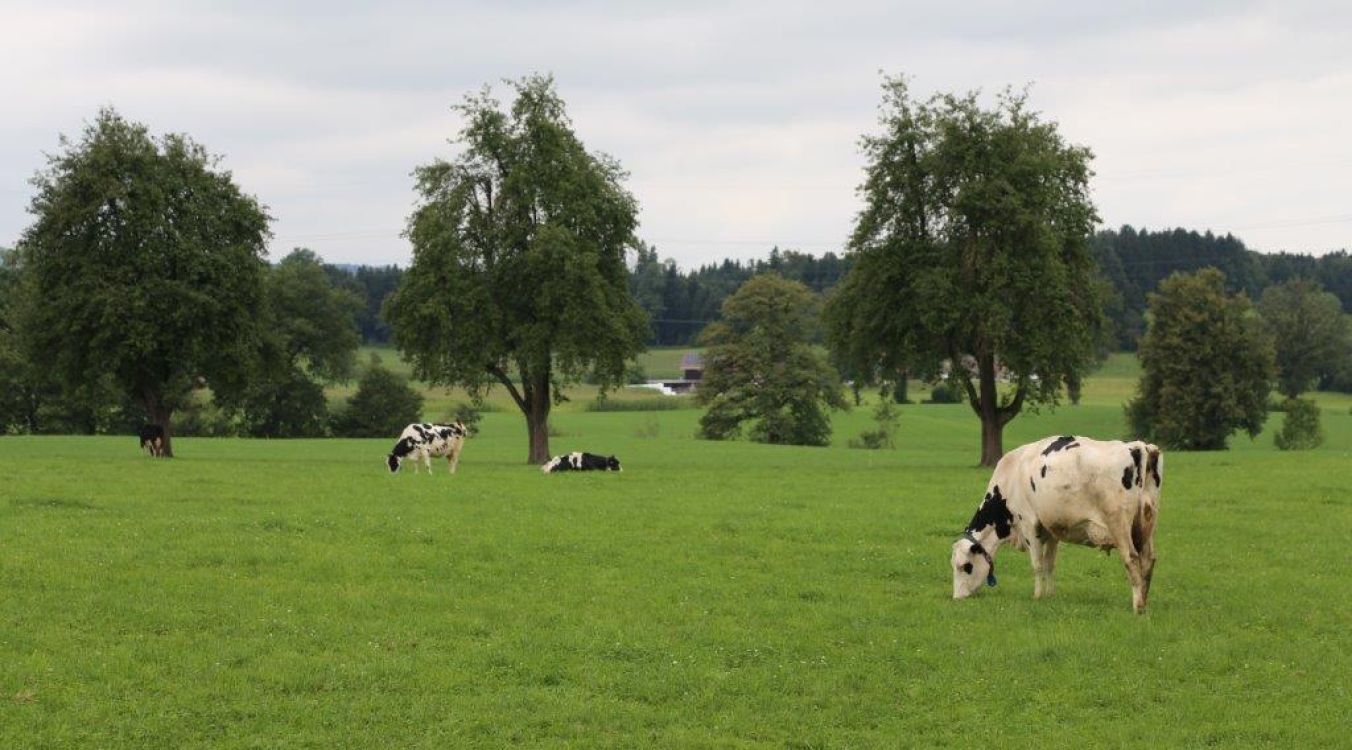 Die biologische Bewirtschaftung zeigte in der Studie der ETH Zürich und Agroscope nur einen geringen positiven Einfluss auf die Ökosystemleistungen.