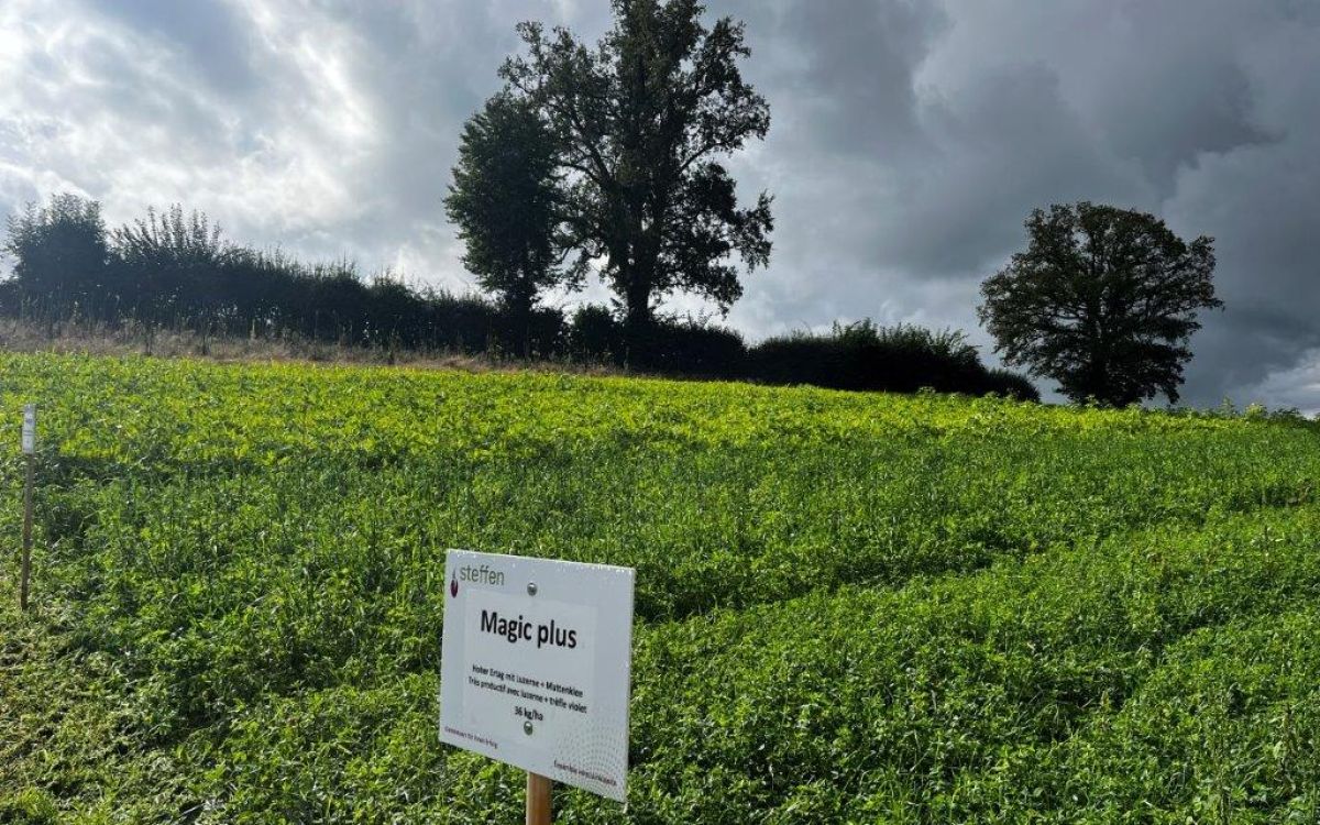 Die Luzernen-Gras-Mischung von Samen Steffen auf dem Feld in Pierrafortscha. Bild: kim