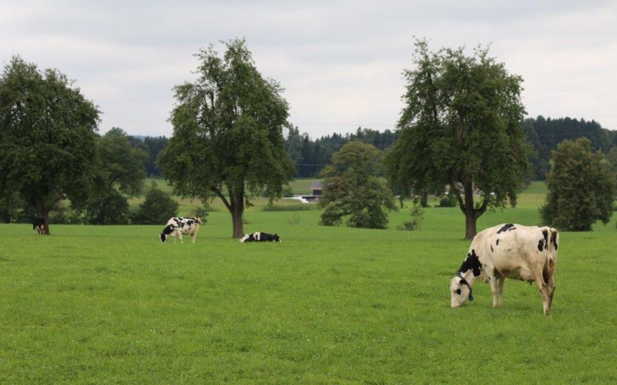 Die biologische Bewirtschaftung zeigte in der Studie nur einen geringen positiven Einfluss auf die Ökosystemleistungen. Grasland Studie Agroscope und ETH. Biodiversitätsflächen